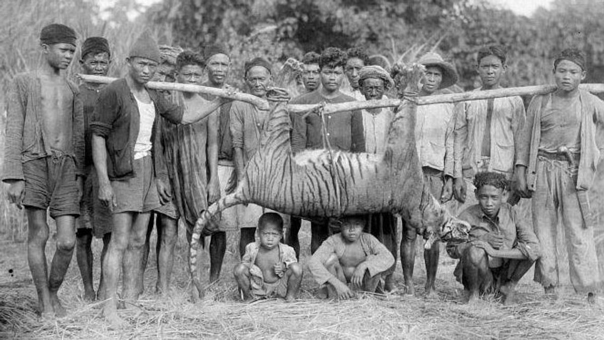 Banyak Buaya di Ciliwung, Perburuan Harimau di Batavia