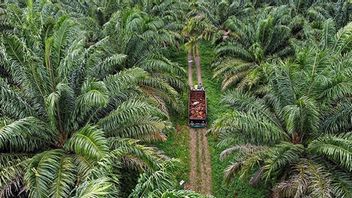 Follow Dedi Mulyadi's Order, Oil Palm Plantation in Cirebon Replaced with Mangoes