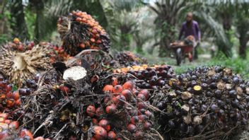 インドネシアのパーム油は依然として世界の医薬品供給を支配する2023年