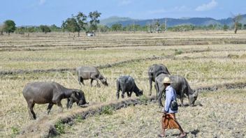 Dry Season, 10 Thousand Hectares Of Land In NTB Drought