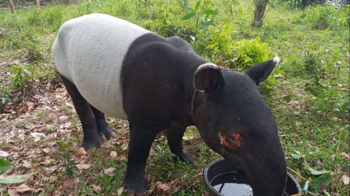 Warga Kuansing Riau Temukan Tapir dengan Mata Terluka Akibat Benda Tajam