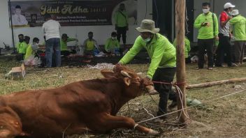 Perum Bulog Siapkan 4 Ton Daging Beku untuk Iduladha di Rejang Lebong