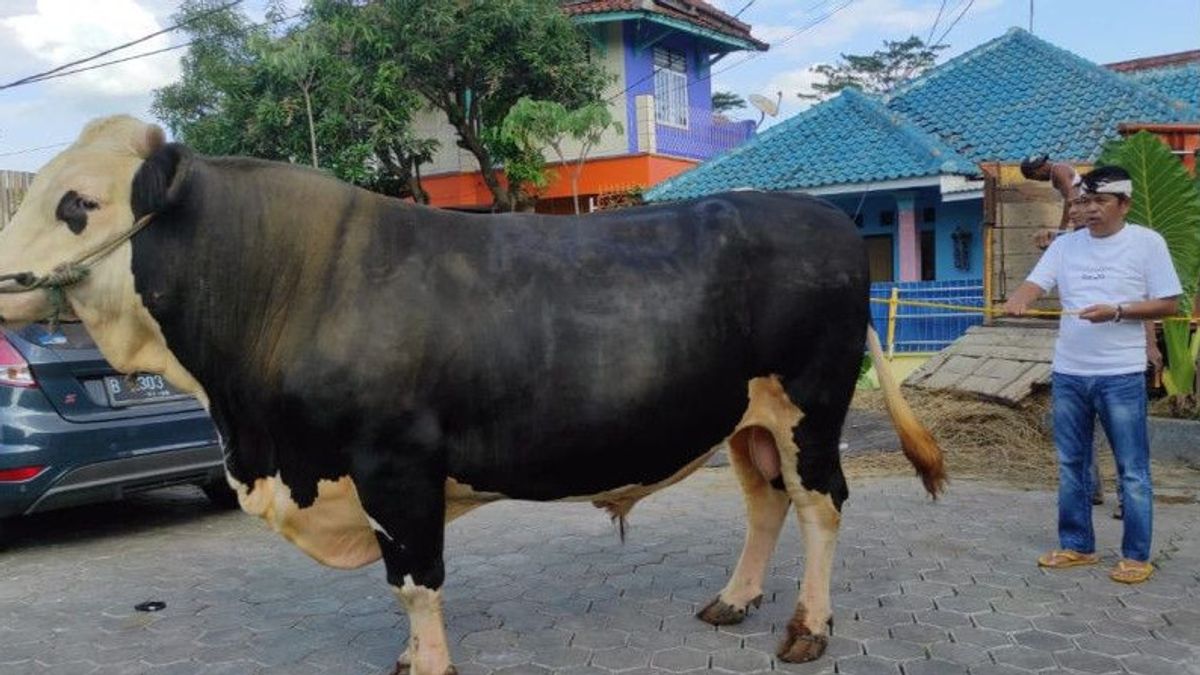 デディ・ムリャディ・ンガムクの牛、ほとんど攻撃され、住民の家のフェンスにぶつかる