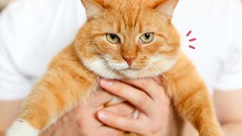 Penyebab Kegemukan Pada Kucing Setelah Dikebiri Menurut Ahli