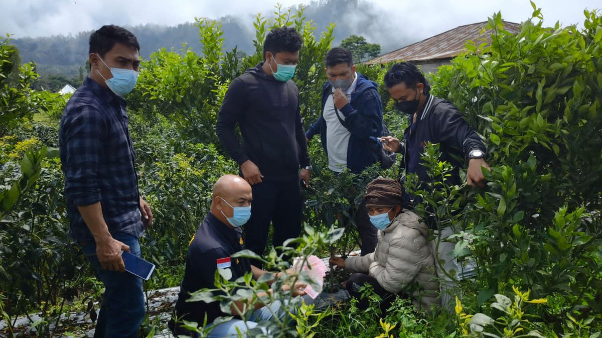 Farmers In Kintamani Bali Bury Millions Of Rupiah Stolen In Chili Gardens