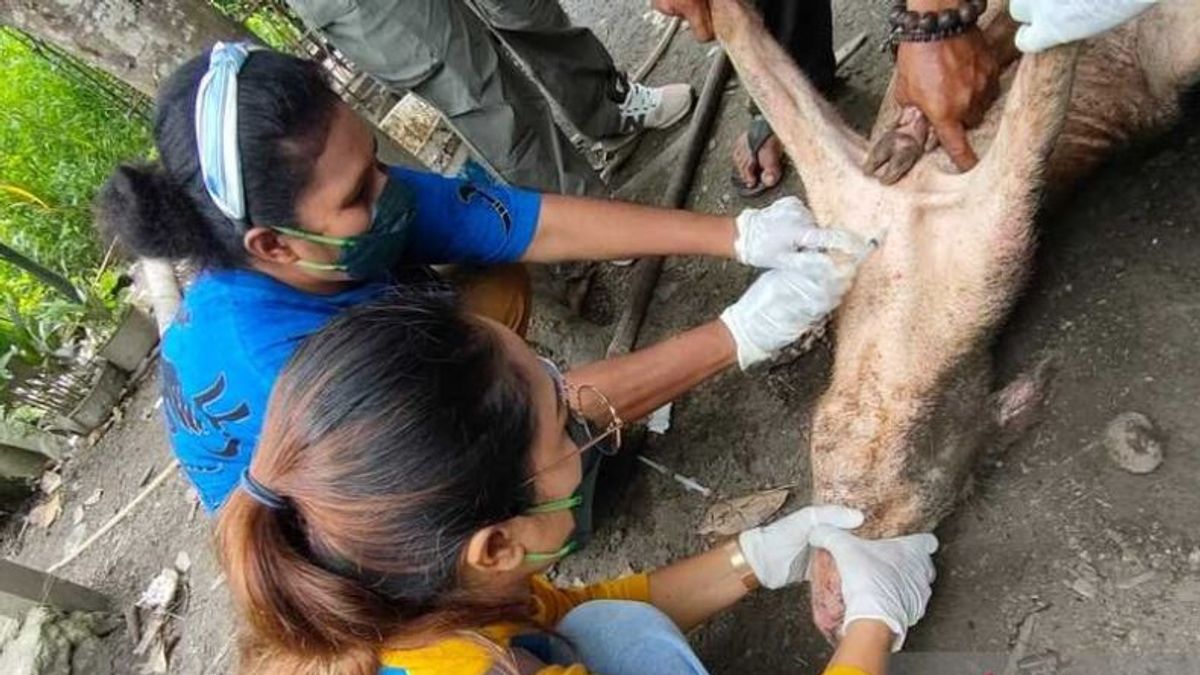156 Infected Heads, Papua Sets ASF Outbreak Emergency On Pigs