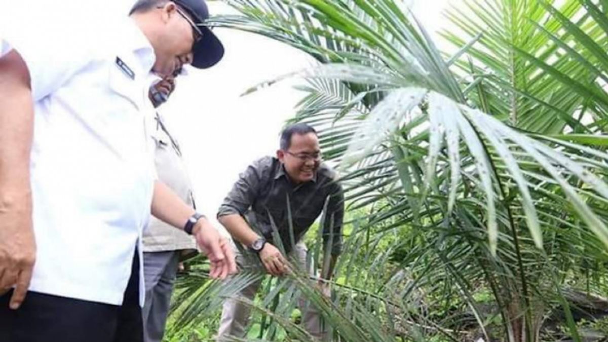 Perkebunan Sawit di Muba Siap Panen, Sukses Wujudkan Program PSR Terluas di Indonesia