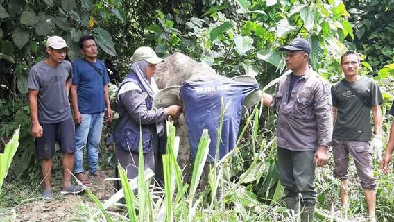 Gajah's Child Caught In A Snare, His Condition Was Monitored By The Aceh BKSDA