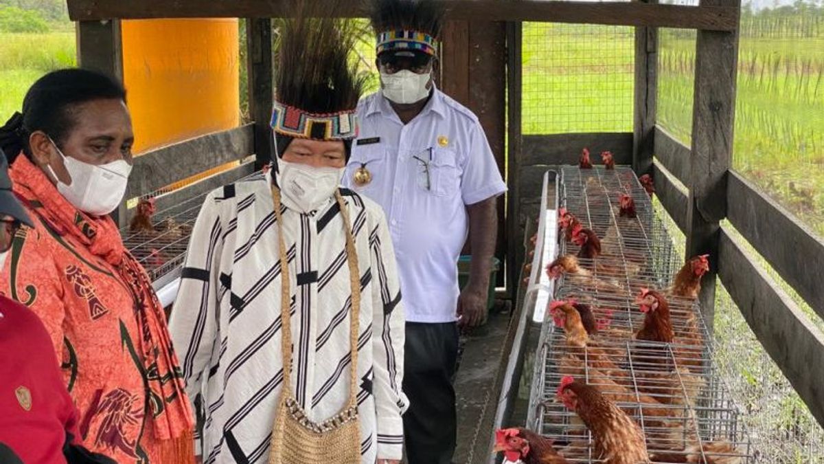 Social Minister Risma Establishes 10 Chicken Farms In Asmat Papua