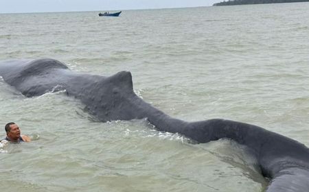 Paus Seberat 40 Ton Terdampar di Teluk Balikpapan