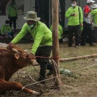 Jelang Iduladha, Distan Bandung Terjunkan 66 Petugas Pengawas Kesehatan Hewan Kurban
