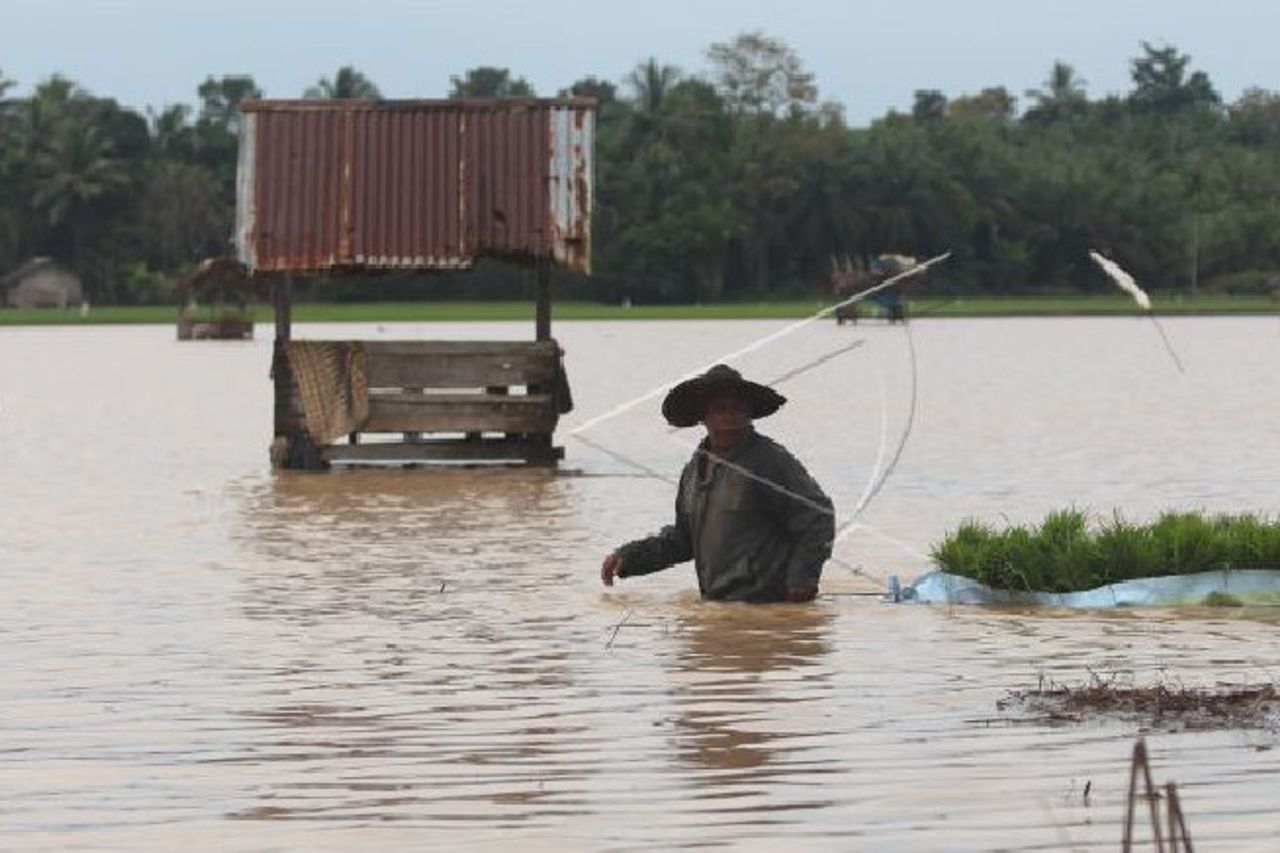 6 265 Hectares De Rizières Agricoles à Aceh Touchées Par Les Inondations