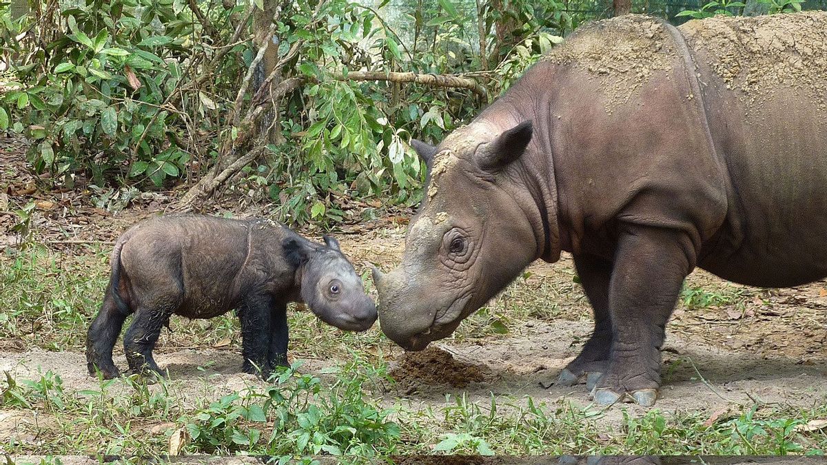 أخبار جيدة، الدراسات الوراثية تكشف عن فرص للحفاظ على وحيد القرن سومطرة