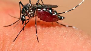 ジャカルタのルール、家に蚊の幼虫がいることは5000万ルピアの罰金を科すことができます