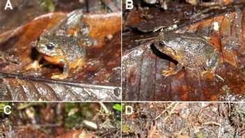 BRIN Finds New Endemic Frog Of Sulawesi Island