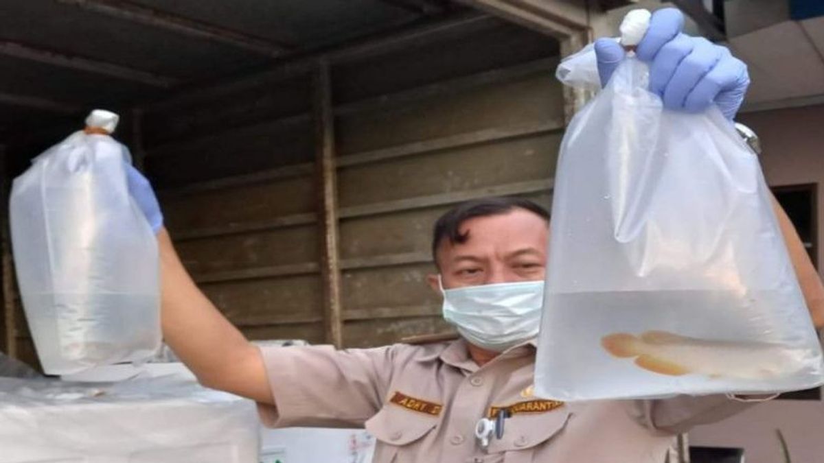 A Total Of 60 Arowana Fish For Exports To Japan Are Certified For South Kalimantan Quarantine