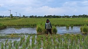 Hama Tungro Rusak Ratusan Hektare Lahan Padi di Kalsel, Pemprov Siapkan Obat-obatan untuk Penanganan