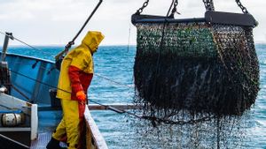 Penangkapan Ikan Bakal Diatur Meski Berlimpah di Lautan, Menteri Trenggono: Kalau Bebas, Kasihan Cucu Kita
