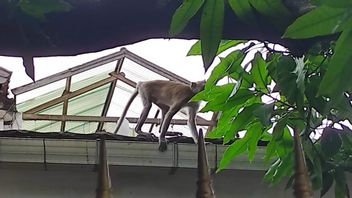 Tarik-tarik Jemuran Warga, Monyet Liar di Tebet Sulit Ditangkap Petugas Damkar