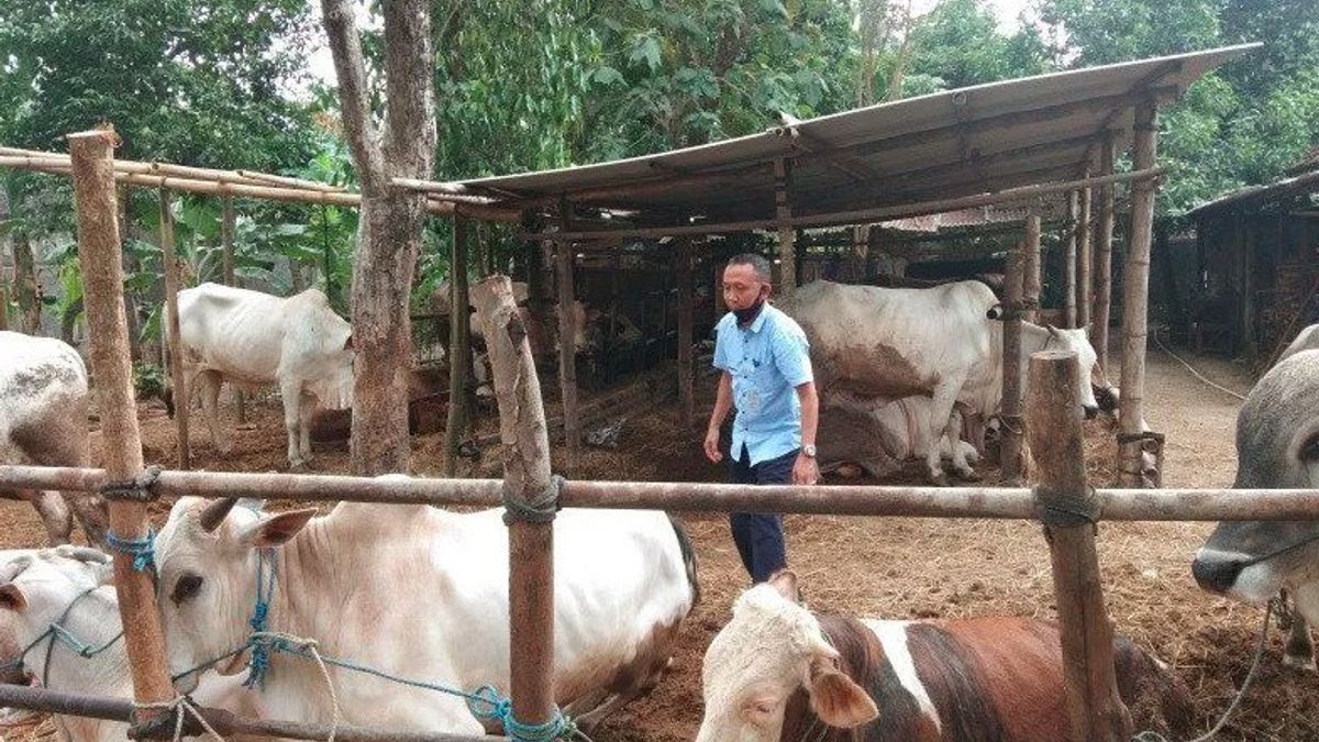 Berita Bantul, Pemkab : Ketersediaan Ternak di Pasar Hewan Bantul Turun 30 Persen