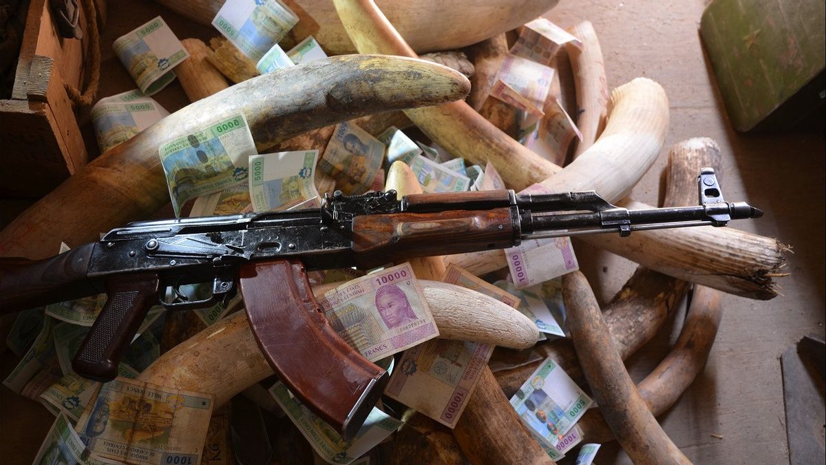 Nigeria Destroys 2.5 Tons of Confiscated Elephant Ivory Worth IDR 174 Billion