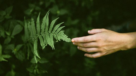 4 种类型的普利多菲塔及其各种好处