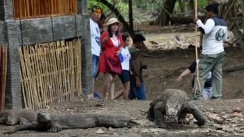 Rimba Zone, Tourists Are Prohibited From Flying Drones On Kalong Island, Komodo National Park