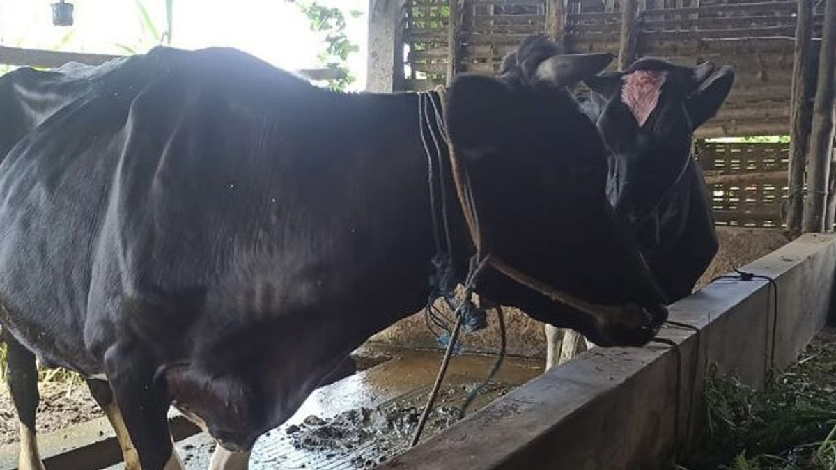 Mouth-and-mouth Disease Plagues Livestock, DKI Provincial Government Claims Meat Supply To Jakarta Hasn't Been Disrupted