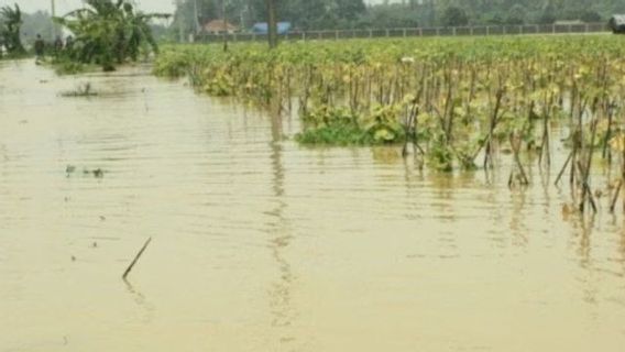 ブカシ県政府が洪水の影響を受けた田んぼへの補償を準備