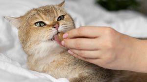 Memberi Obat Cacing pada Kucing, Kenali Cara dan Dosisnya