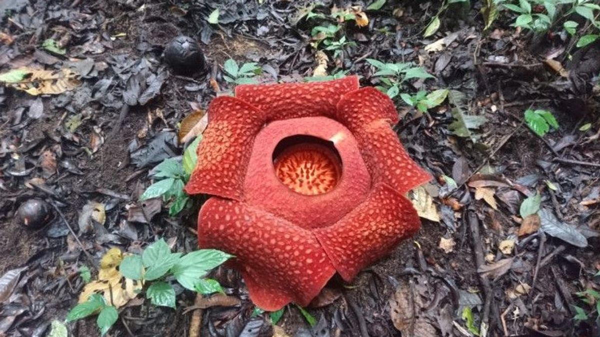 العثور على العشرات من زهور رافليسيا تتفتح في سولوك غرب سومطرة