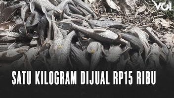 VIDEO: Thousands Of Dead Fish In Cililitan New River Become A Blessing For Broom Fish Sellers