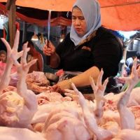    Mendag: MBG Tak Picu Kenaikan Harga Ayam