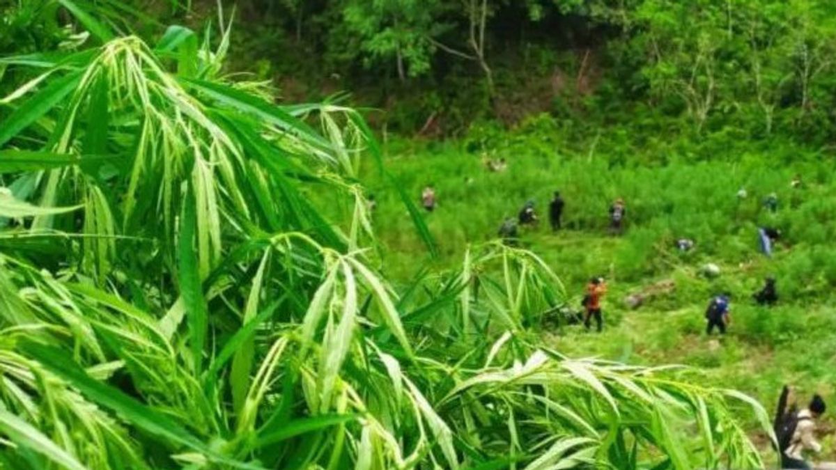 1.7 Percent Of Acehnese Population Use Drugs, Dominated By Marijuana