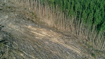 アマゾン森林破壊、2021年4月に過去最高を記録