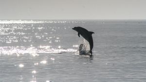 Bukan Hilang, 2 Lumba-lumba yang Dulu Viral Ditunggangi Lucinta Luna Mati