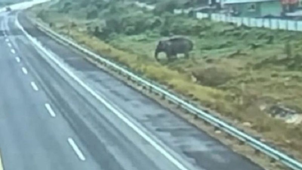 'Codet' Male Elephant Caught On Camera Crossing The Pekanbaru-Dumai Toll Road, BBKSDA: Goes To Giam Siak To Find Friends To Play With