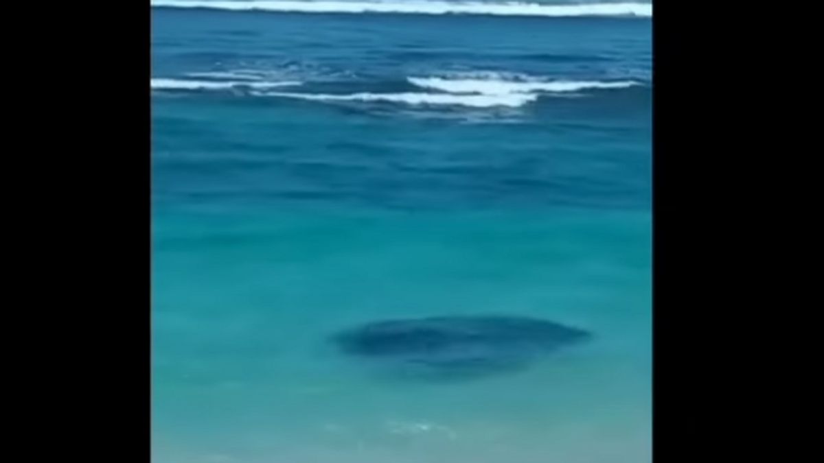 Fenomena Ribuan Ikan Bergerombol di Tepi Pantai Melasti Bali, Warga Tebar Jaring