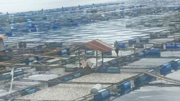 نفوق 60 طنا من الأسماك بسبب الطقس القاسي ، وخسر مزارعو أقفاص بحيرة مانينجاو 1.26 مليار روبية إندونيسية