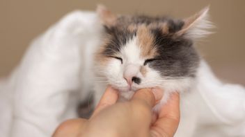 5 Penyebab Feline Acne pada Kucing, Gejalanya: Muncul Kerak Hitam di Dagu