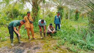 Harimau Diduga Masuk Kebun Sawit Warga di Riau, BBKSDA Pasang Kamera Perangkap