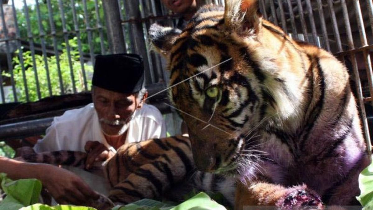 BKSDA Aceh Cek Laporan Serangan Harimau Sumatra di Aceh Timur