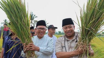 Maintain Rice Supply, Governor Of NTB Panen Raya Padi With Farmers