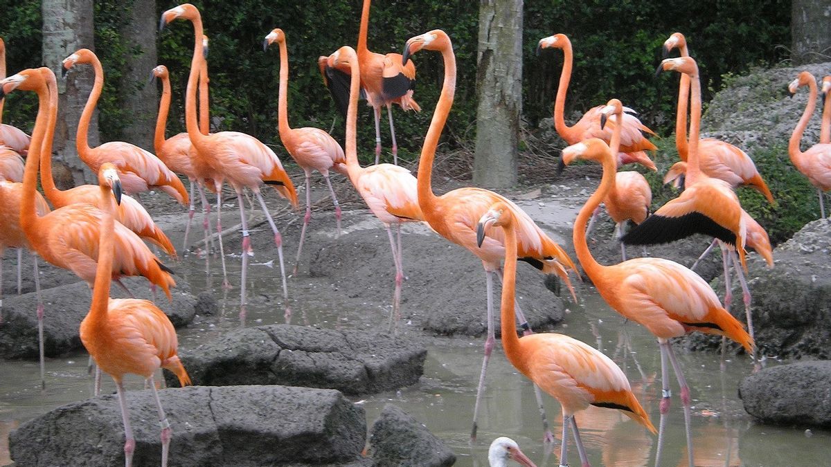 Lubangi Pagar Kandang Kebung Binatang, Rubah Liar Habisi 25 Ekor Flamingo 