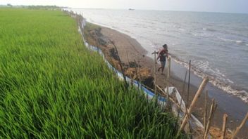 BRIN Ungkap 1 Juta Hektare Pertanian di Indonesia Terdampak Salinitas, Hasil Produktivitas Berpotensi Turun