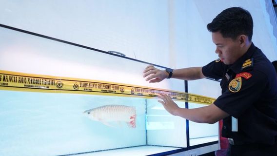 3 Toko Jual Arwana Super Red Tanpa Izin di Kalbar Disegel KKP, 545 Ekor Ikan Diamankan