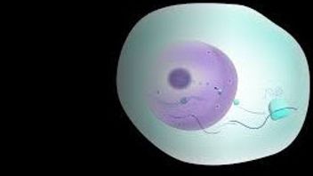 Nucleolus Function In Animal Cells That Need To Be Known In Cell Biology