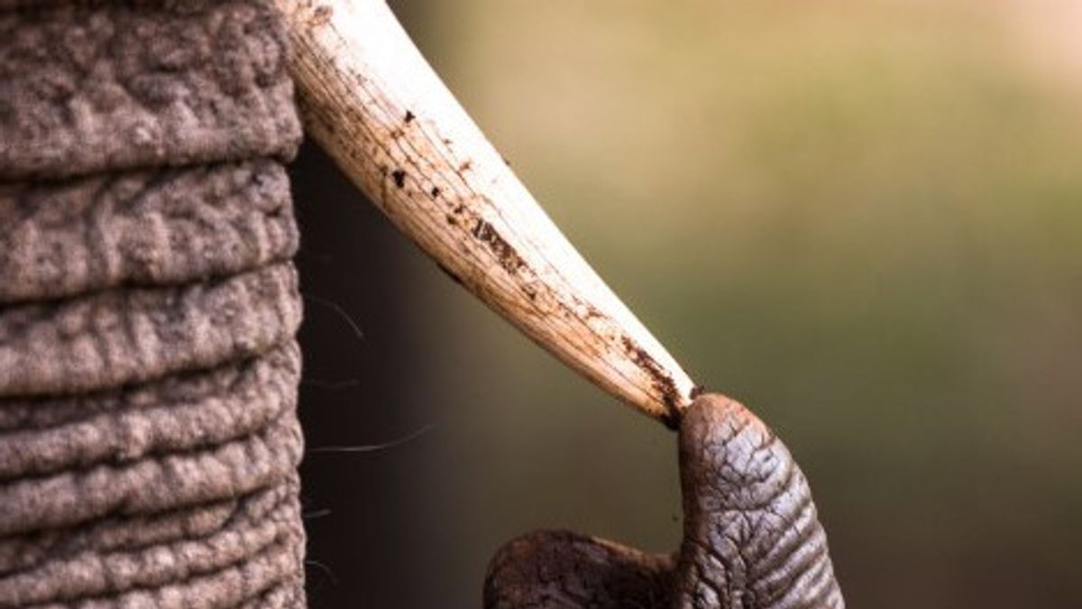 Pemburu Gajah Liar di Kongo Divonis 30 Tahun Penjara 