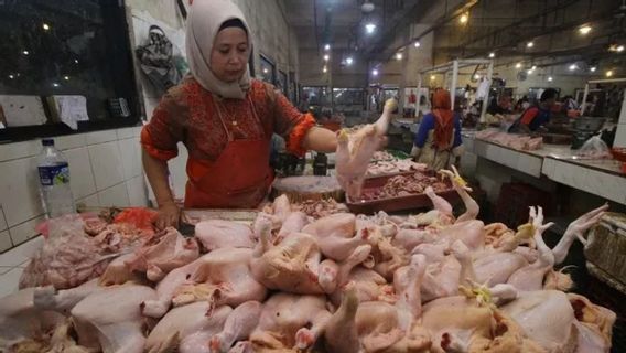 鶏肉の価格は1頭あたり90,000ルピアに達する、これがDKI州政府を処理する方法です