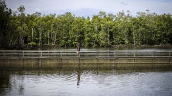 ジョコウィはマングローブの被害をほのめかし、リアウ州知事のシャムスアルは174km2のマングローブ林の修復に直接対応します